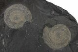 Dactylioceras Ammonite Cluster - Posidonia Shale, Germany #240200-1